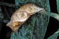 caligo eurilochus chrysalide